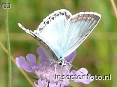 vlinder (400*300)
